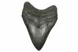 Fossil Megalodon Tooth - South Carolina #170328-1